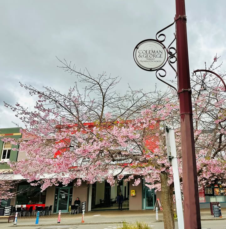 Palmy BID